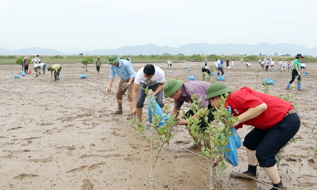 Hội Chữ thập đỏ tỉnh cùng đại diện các sở, ngành, chính quyền địa phương và nhân dân trồng rừng ngập mặn tại xã Đồng Rui (huyện Tiên Yên). Ảnh: Dương Trường