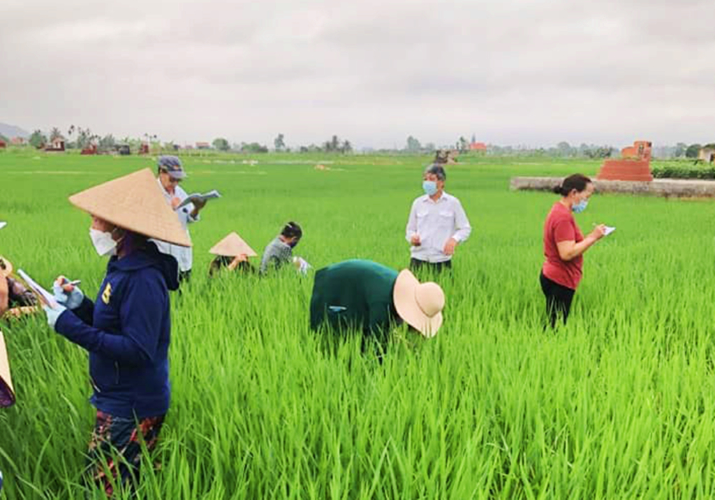 Cán bộ, nông dân phường Yên Giang, TX Quảng Yên thăm đồng kiểm tra tình trạng sinh trưởng của diện tích lúa mùa.