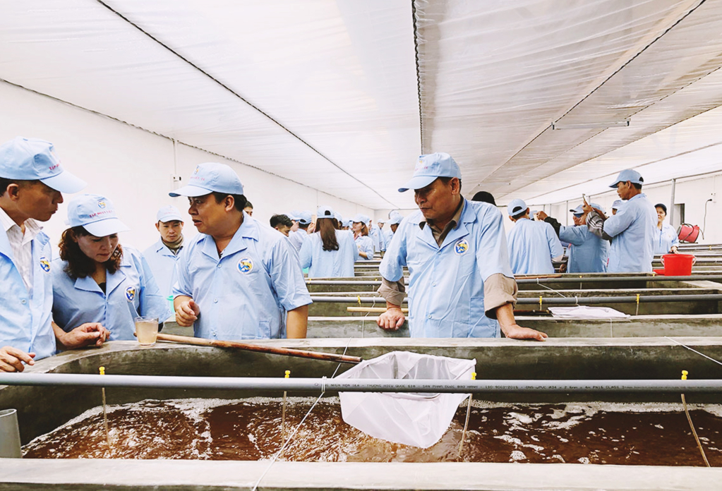 Các hộ nuôi tôm công nghiệp huyện Đầm Hà tham quan, tìm hiểu chất lượng giống của Tập đoàn Việt Úc.