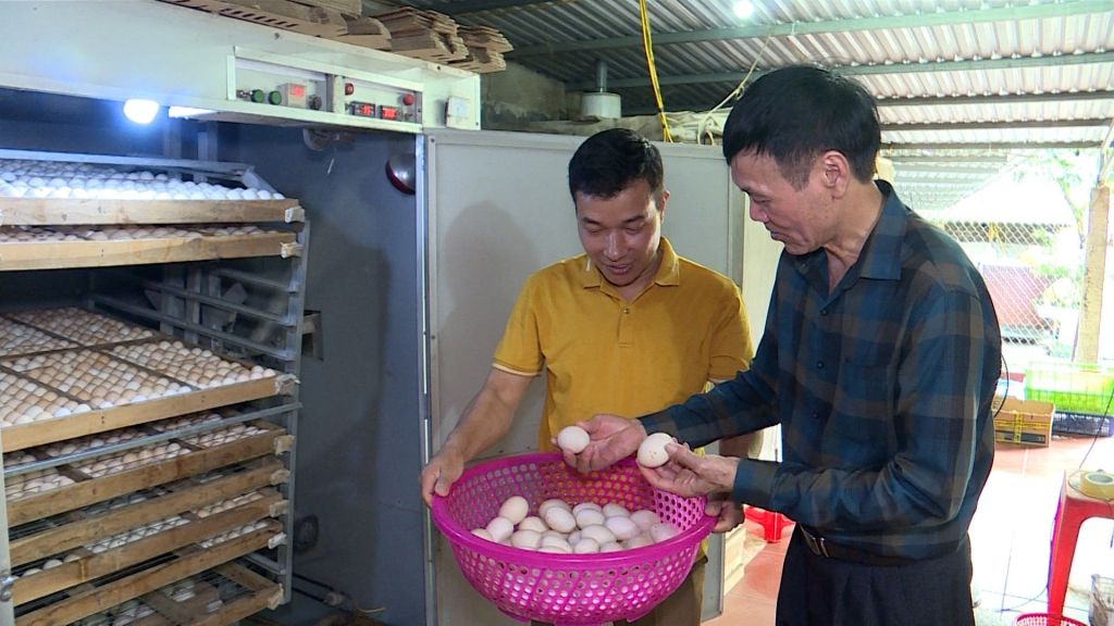 Nông dân huyện Đầm Hà ứng dụng thiết bị hiện đại để nâng công suất ấp trứng, cung ứng giống gia cầm. Ảnh CTV