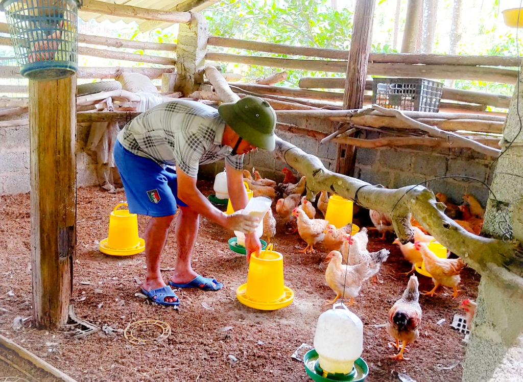 Hộ ông Đặng Dảu Vìn (xã Đồn Đạc, huyện Ba Chẽ) được nhận hỗ trợ 150 con gà từ các cơ quan, đơn vị trên địa bàn tỉnh. Ảnh: Mạnh Trường