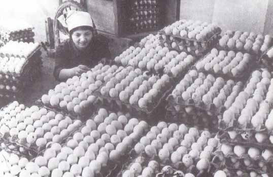 Trong những năm chiến tranh, Quảng Ninh vừa chiến đấu, vừa đẩy mạnh sản xuất, chăm lo cho đời sống nhân dân. Trong ảnh: Trại gà Đông Thọ (huyện Đông Triều) cung cấp nhiều trứng và gà thịt góp phần cải thiện đời sống nhân dân (ảnh tư liệu).