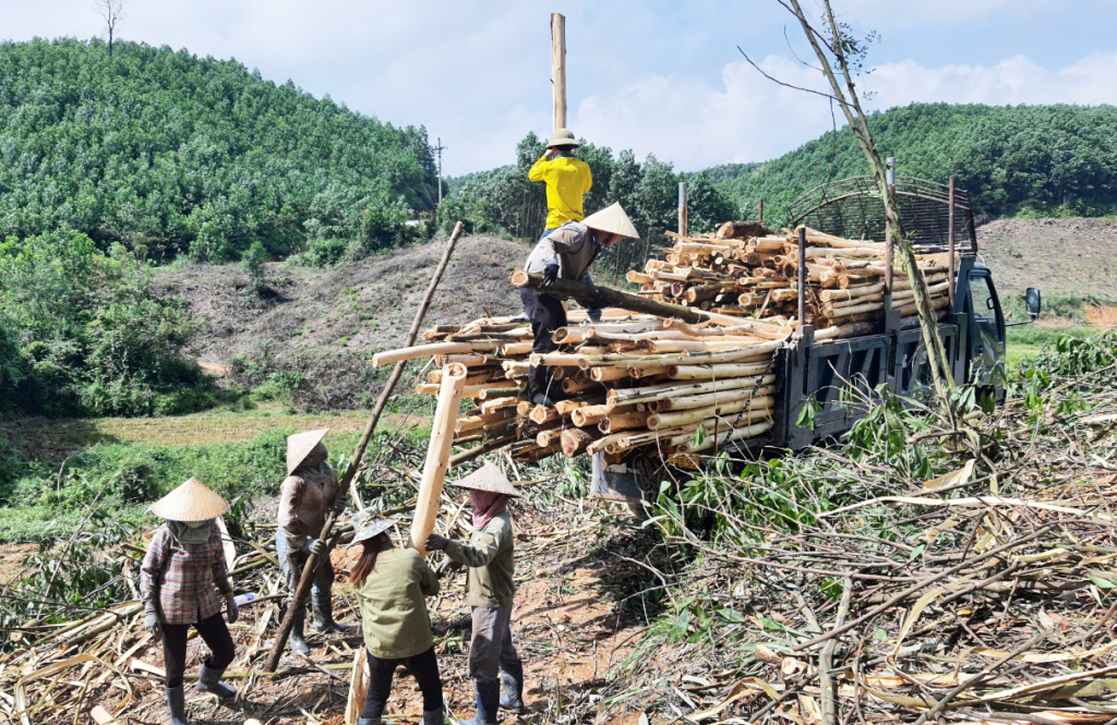 Người dân xã Đồn Đạc, huyện Ba Chẽ thu hoạch gỗ rừng trồng.