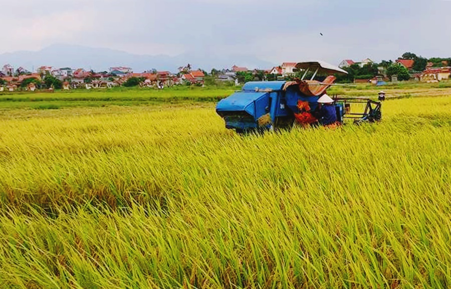 Nông dân TX Đông Triều sử dụng máy gặt đập liên hợp để thu hoạch diện tích lúa vụ chiêm xuân.