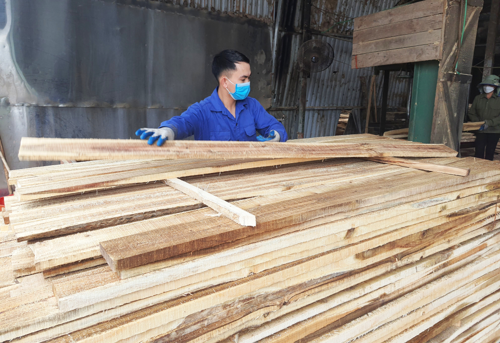 Sản phẩm gỗ được thu hoạch từ các cánh rừng có chứng chỉ rừng, có thể xuất khẩu sang thị trường thế giới. Trong ảnh: Chế biến gỗ tại Công ty TNHH MTV lâm nghiệp Tiên Yên.