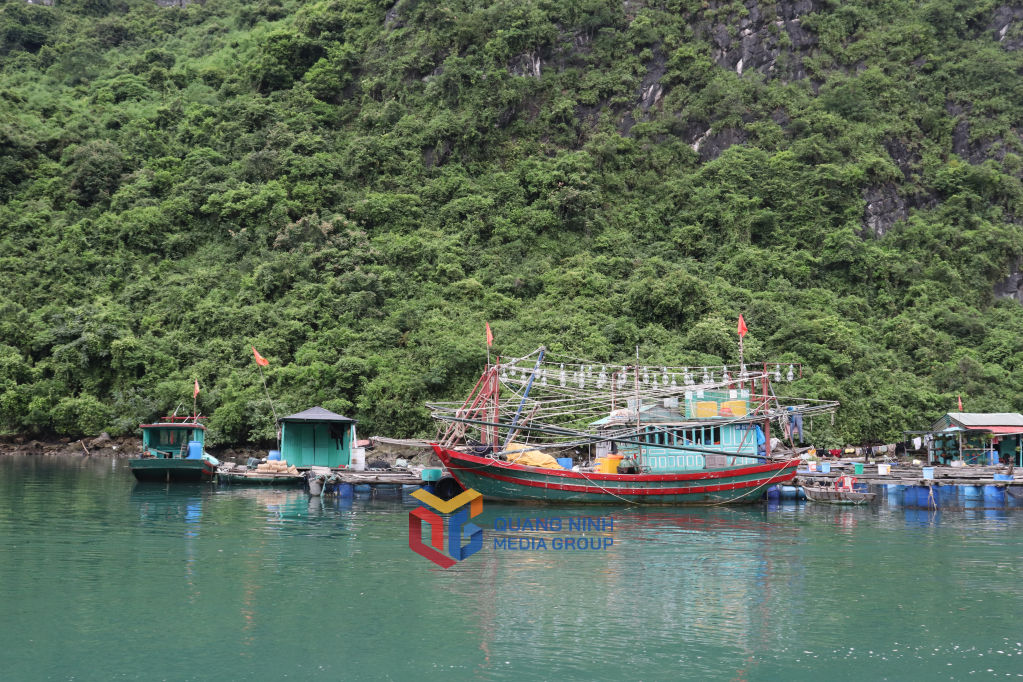 Phương tiện tàu thuyền gắn máy của các hộ dân nuôi trồng thủy sản, tàu thuyền đánh bắt vãng lại neo đậu và đi lại trong khu vực làng chài Cửa Vạn.