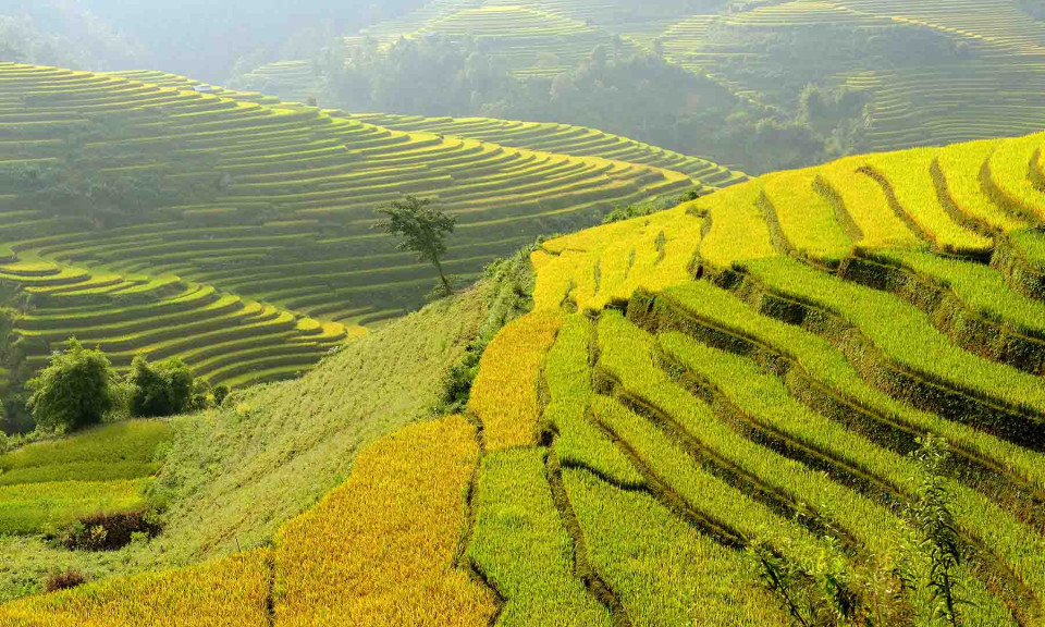 Mùa lúa chín ‘nhuộm vàng’ các triền đồi phương Bắc