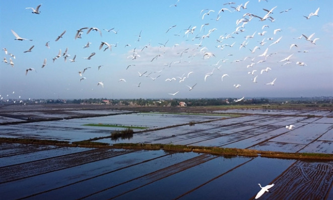 Efforts made to protect wild, migratory birds in Việt Nam
