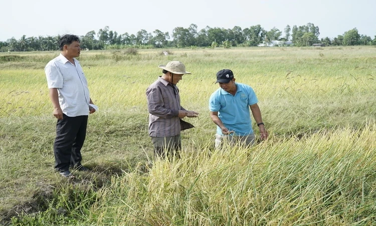 Thị trường lúa gạo sôi động trở lại