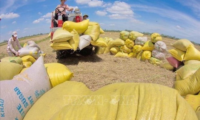 Vietnam rice exports surge to new record revenue 