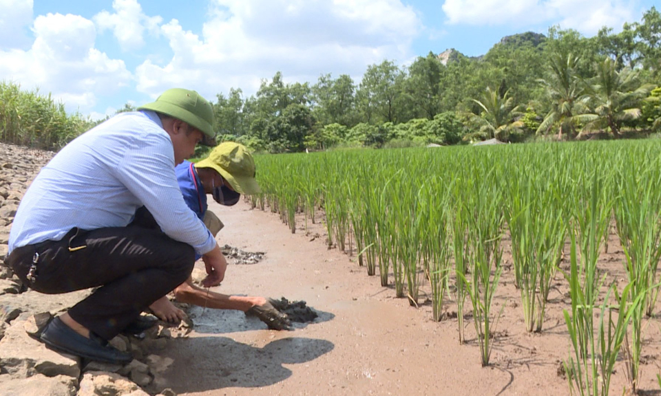Nông sản chứa đựng hàm lượng khoa học công nghệ cao