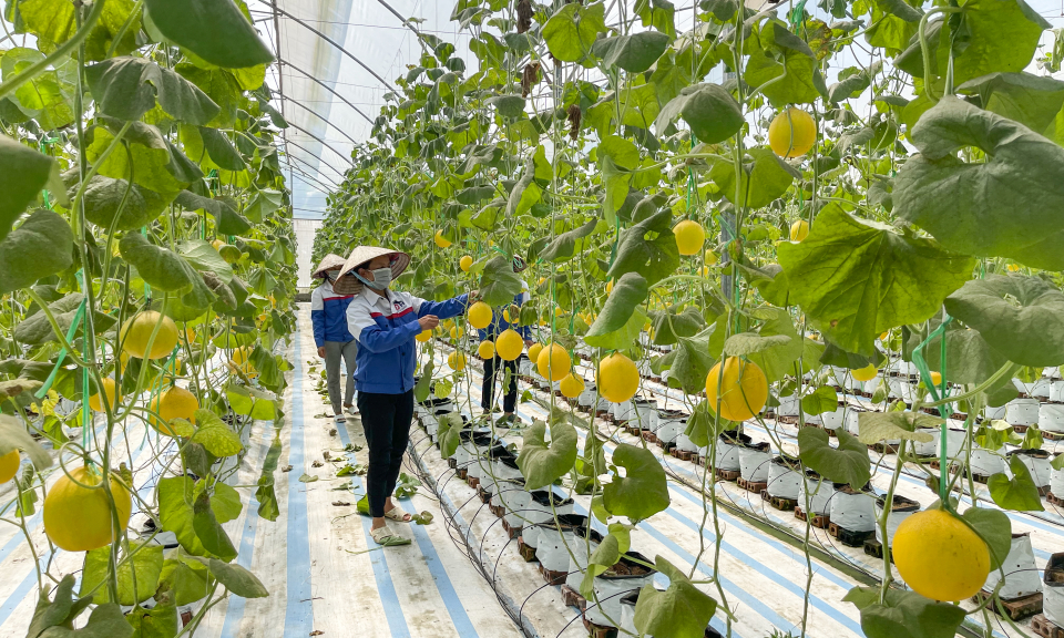 Nâng cao giá trị nông sản Quảng Ninh