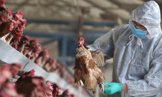 Campuchia ghi nhận thêm trường hợp tử vong do cúm gia cầm H5N1