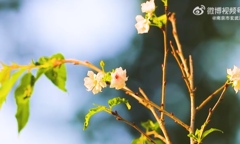 南京玄武湖樱花开了