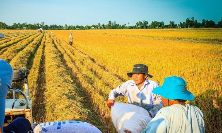 Bất ngờ về những thị trường lớn nhất nhập khẩu gạo Việt Nam
