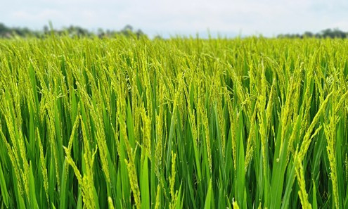 Đã có giống lúa gạo có chỉ số đường huyết cực thấp