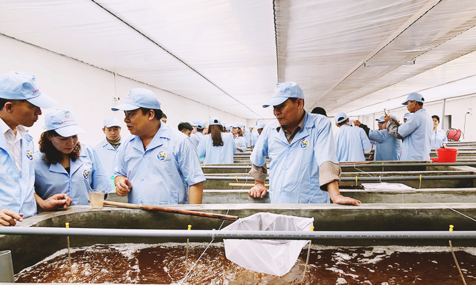 Đầm Hà: Tái cơ cấu nông nghiệp theo hướng hiệu quả, bền vững
