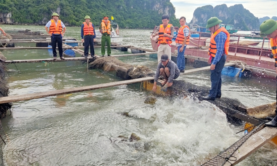 Cơ bản hoàn thành xoá phao xốp trong nuôi trồng thuỷ sản
