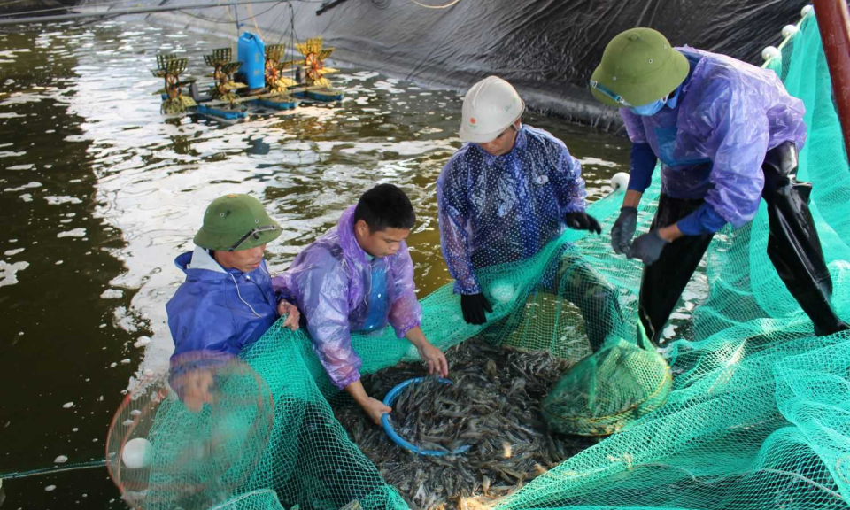"Thống nhất các khu vực dành để thu hút đầu tư nuôi biển công nghiệp, hiện đại"