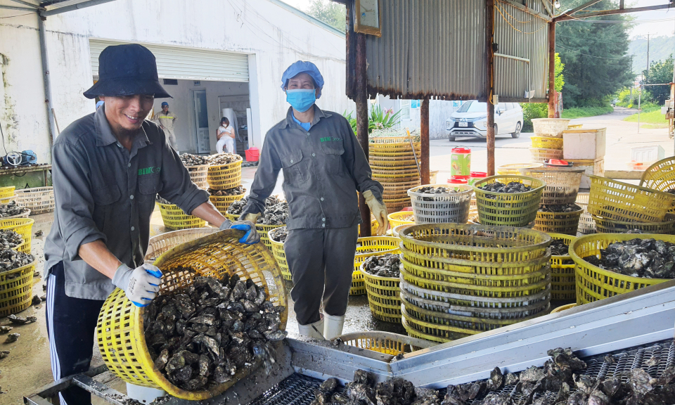 Thúc đẩy phát triển nông nghiệp có liên kết
