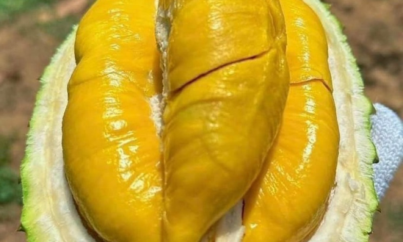 Sầu riêng Musang King trồng ở Việt Nam giá thấp kỷ lục