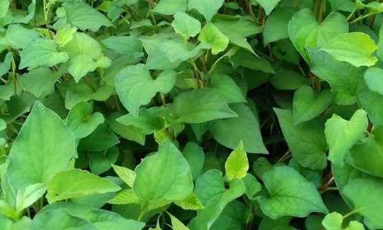 Loại rau phù hợp người ăn kiêng và bị bệnh tiểu đường