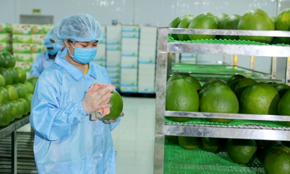 Dồn sức cho mục tiêu xuất khẩu nông sản