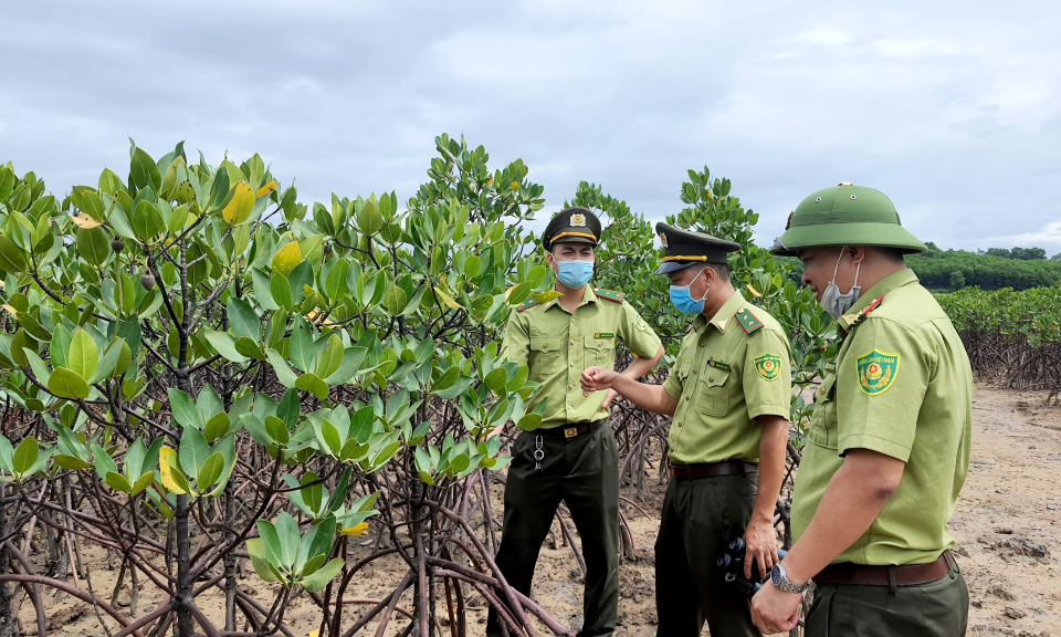 Đẩy mạnh phát triển rừng gỗ lớn