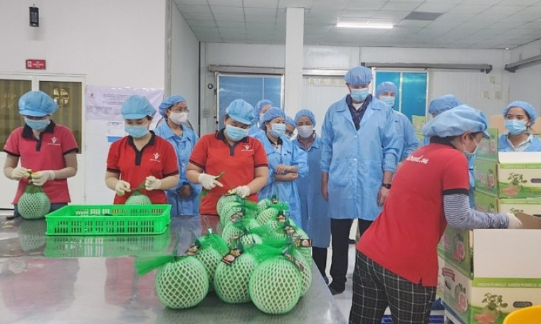 Xuất khẩu bưởi tăng vọt