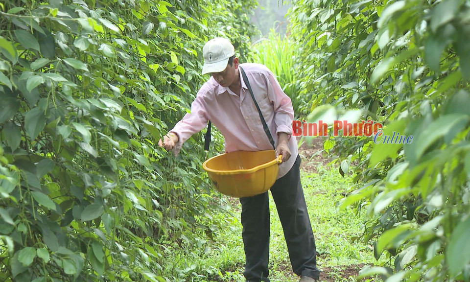 Kỳ vọng vụ tiêu bội thu