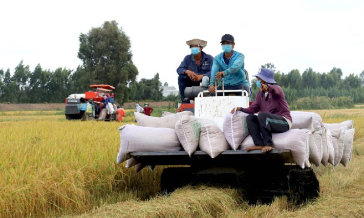 Nông dân lãi tiền tỷ nhờ giá lúa tăng