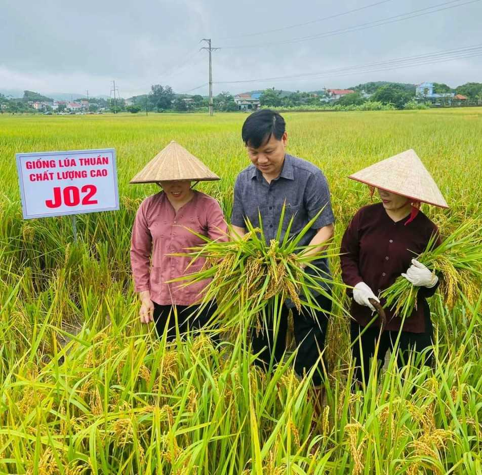 Lãnh đạo Sở NN&PTNT thăm mô hình sản xuất lúa chất lượng cao tại huyệnHải Hà.