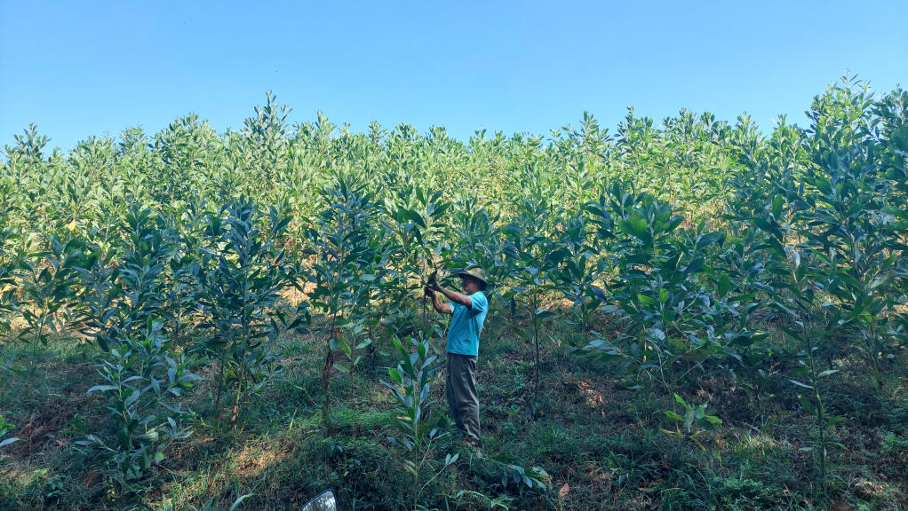 Anh Hà Văn Liêu, thôn 8, xã Quảng Phong cho biết: Thửa đất này gia đình anh trồng rừng liên tục từ năm 2013 đến nay đã thu hoạch 2 vụ keo và đang trồng vụ 3 được hơn 3 năm