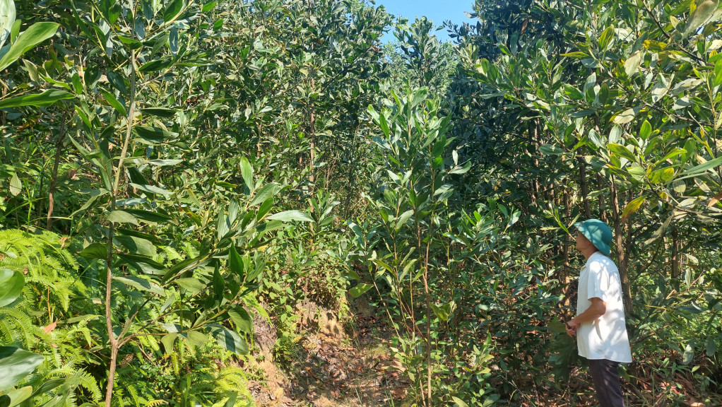 Ông Hoàng Văn Dỏng, thôn 9, xã Quảng Phong cho biết đã sản xuất trên thửa đất này từ năm 2006 đến nay đã thu 3 vụ keo và đang trồng vụ keo thứ 4 thì mới biết là đang trồng trên đất của người khác đã được cấp GCNQSDĐ