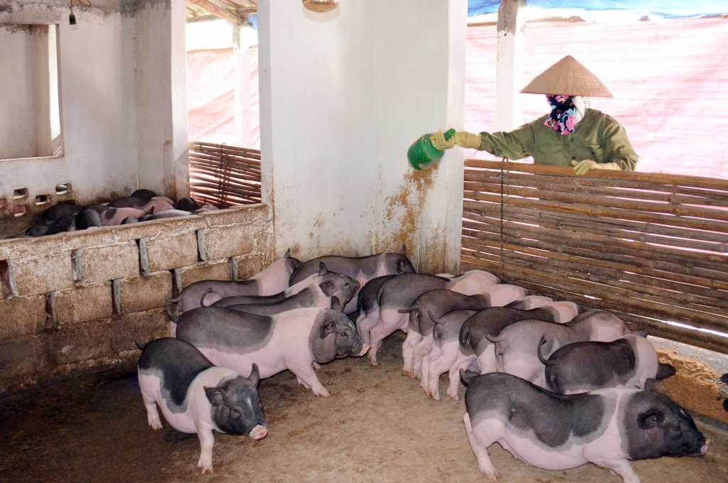 Mô hình chăn nuôi lợn Móng Cái theo hướng an toàn, hữu cơ của nông dân xã Quảng Nghĩa (TP Móng Cái). Ảnh: Dương Trường