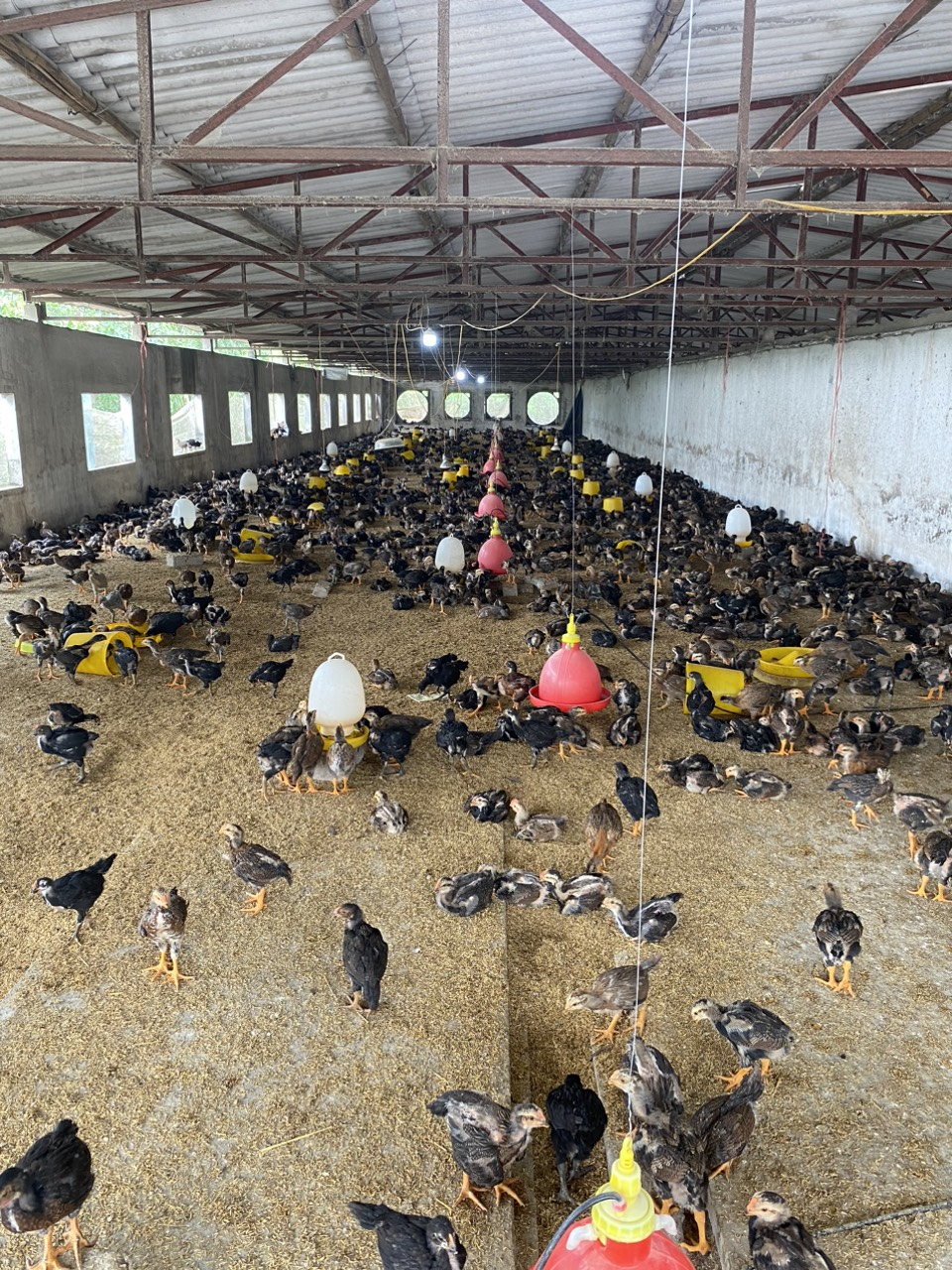 Trang trại nuôi 4.000 con gà cho hiệu quả kinh tế cao của đảng viên trẻ Đặng Văn Hùng, khu Thượng II, phường Tràng An, TX Đông Triều.
