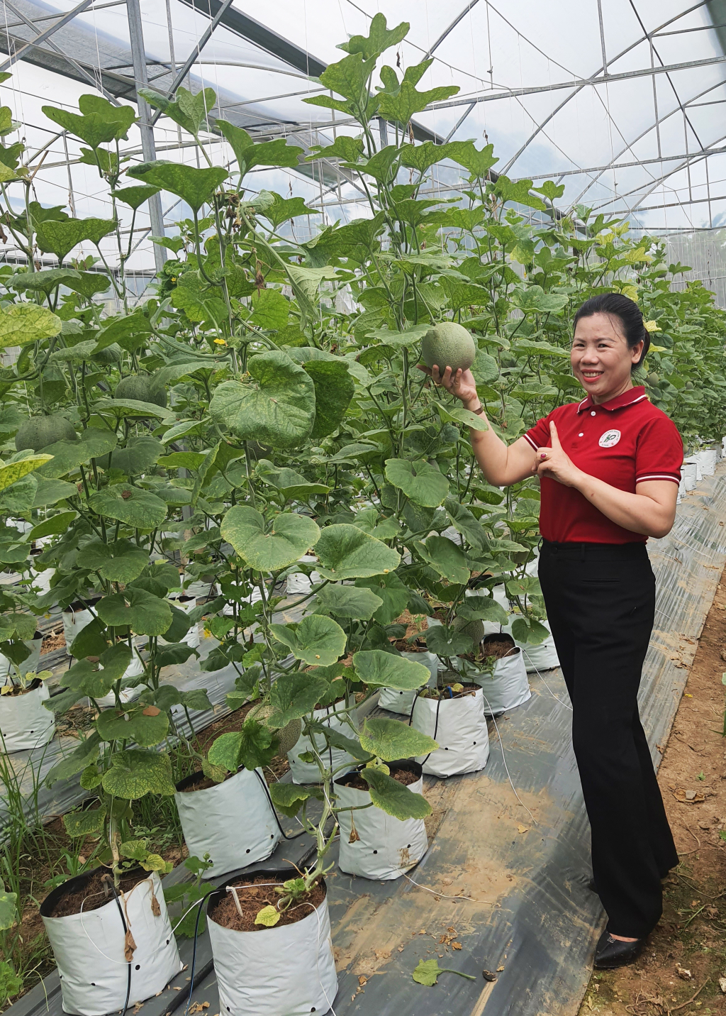 Mô hình trồng dưa lưới của HTX Dịch vụ nông nghiệp chất lượng cao Hoa Phong (TX Đông Triều) là một trong 28 dự án nông nghiệp được hỗ trợ theo NQ 194.