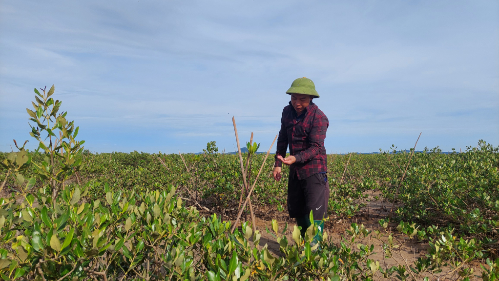 Người dân xã Quảng Phong (Hải Hà) trồng mới và bảo vệ rừng ngập mặn