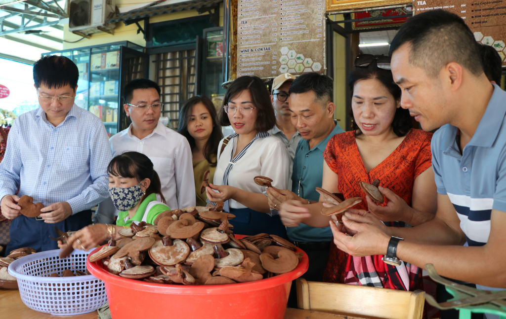 Cái hay của mô hình nấm linh chi thuộc huyện Châu Đức, TP Vùng Tàu là việc chủ cơ sở chú trọng sản xuất song hành xúc tiến thương mại sản phẩm, cho phép khách hàng trải nghiệm quy trình sản xuất để tăng sức mua sản phẩm.