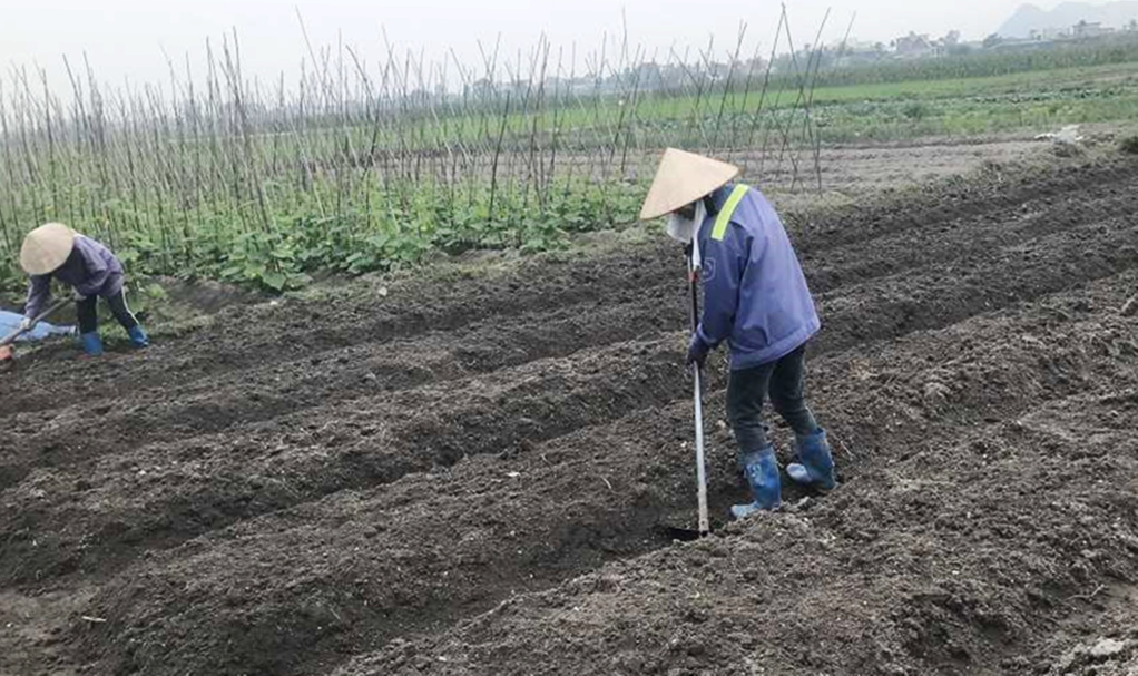 Nông dân TX Quảng Yên làm đất chuẩn bị xuống giống sản xuất nông nghiệp vụ đông.