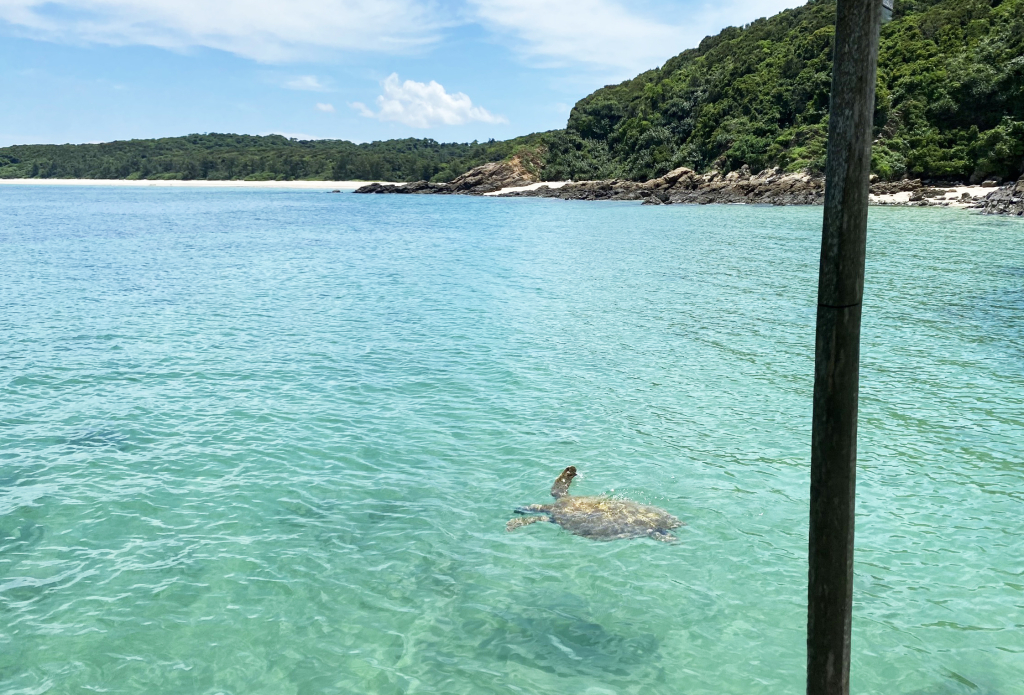 Ngày 21/8, tại đảo Cô Tô con đã một cá thể rùa biển năng khoảng 20kg  ngoi lên mặt nước.