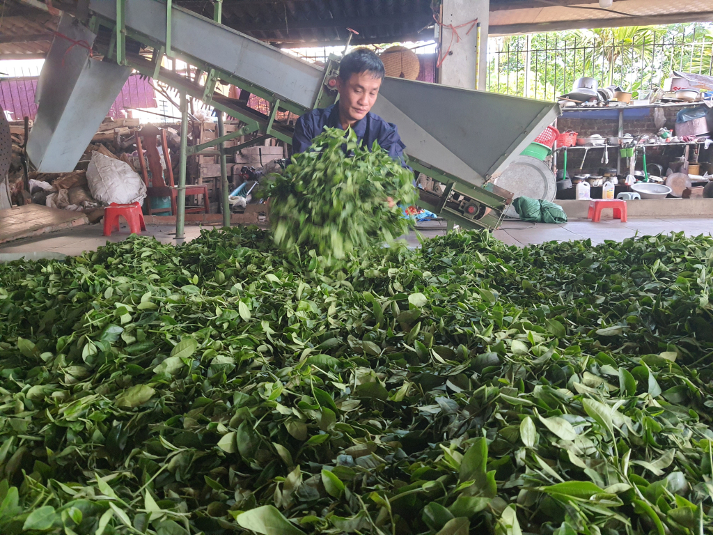 Người dân xã Quảng Long (huyện Hải Hà) phơi sấy chè theo cách thủ công, tạo ra sản phẩm chè có chất lượng cao.