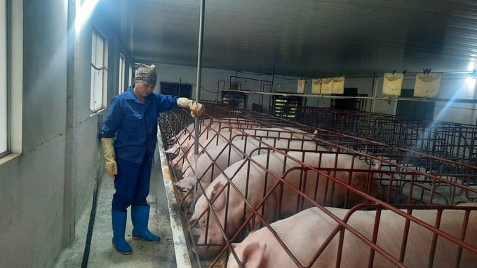 Mô hình chăn nuôi khép kín của bà Lê Thị Thành (xã Nguyễn Huệ, TX Đông Triều, Quảng Ninh).