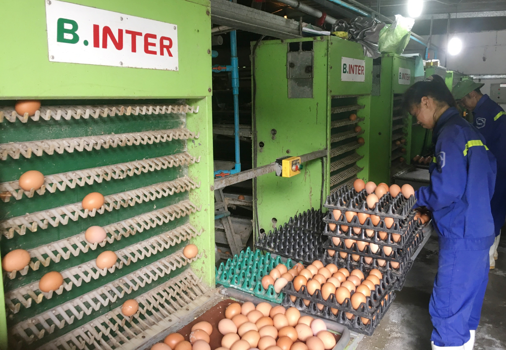 Công nhân Công ty CP Khai thác khoáng sản Thiên Thuận Tường (TP Cẩm Phả) thu hoạch trứng gà Ai Cập. Ảnh: Cao Quỳnh