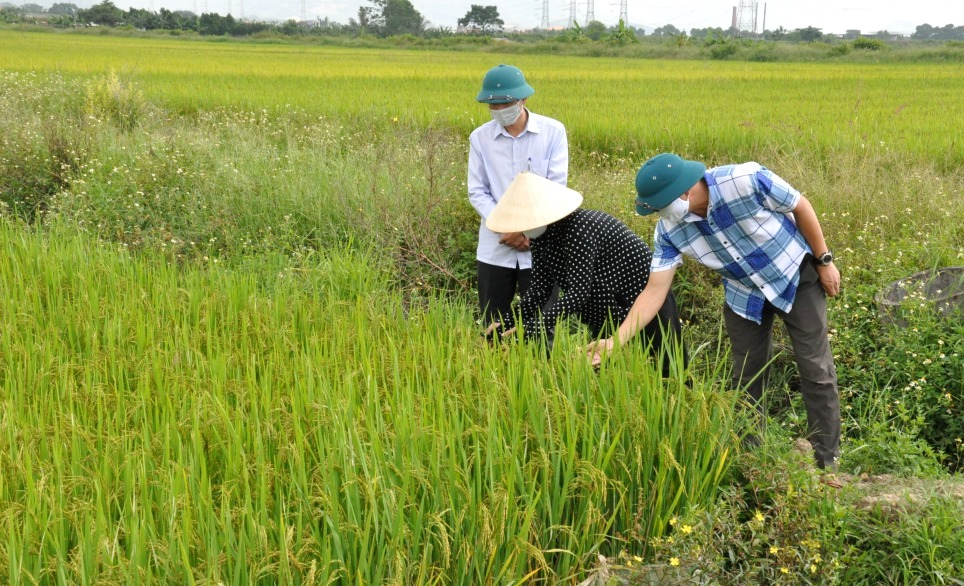 Trường thôn Đông Lâm (xã Bình Dương, Đông Triều) cùng bà con kiểm tra tình hình phát triển của các ruộng lúa trên địa bàn thôn.