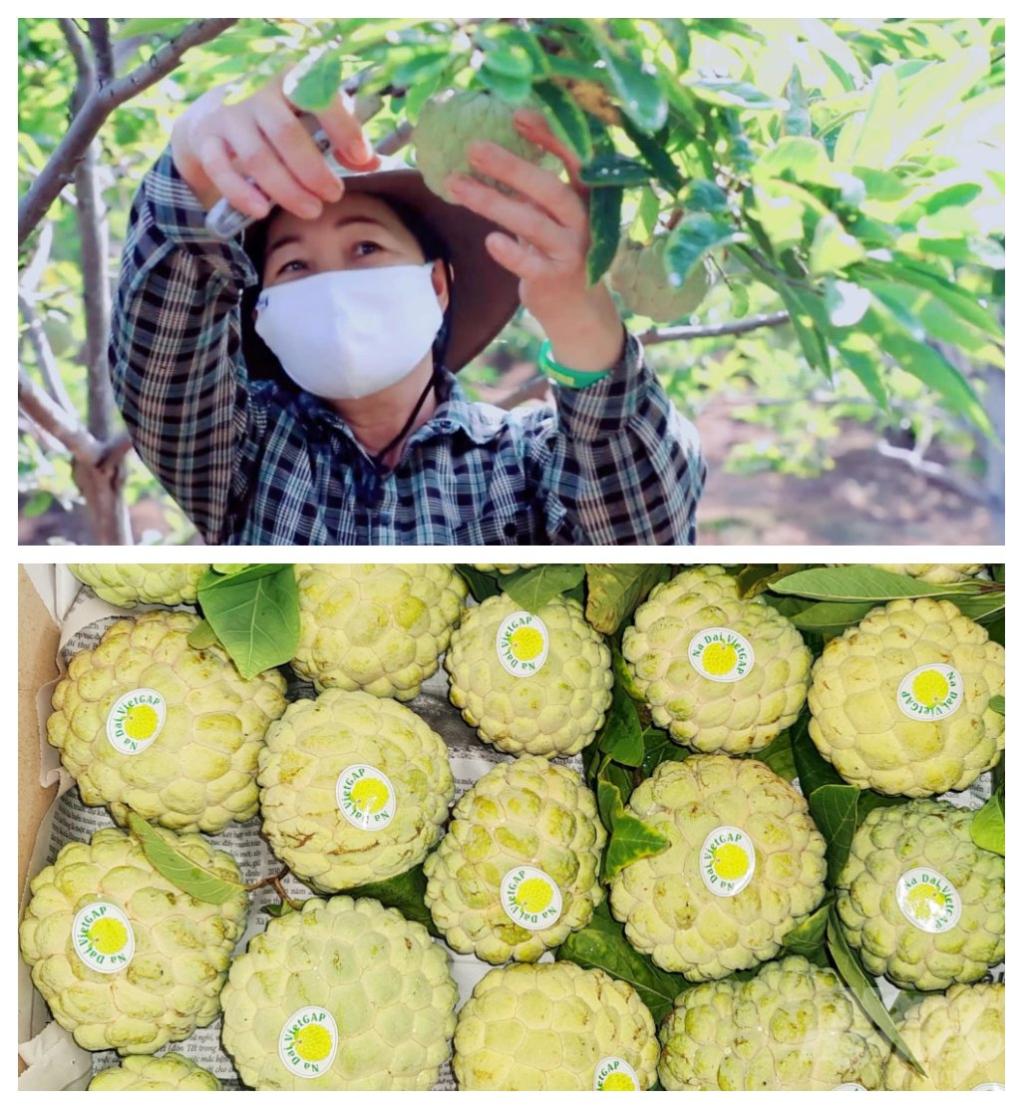 Quả na Đông Triều hiện được dán nhãn mác truy suất nguồn gốc, là điều kiện để triển khai thương mại điện tử.