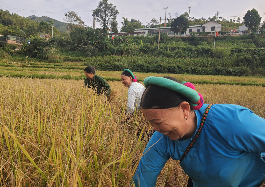 Phụ nữ thôn Nà Ếch, xã Húc Động (huyện Bình Liêu) gặt đổi công cho nhau khi vào mùa thu hoạch lúa.
