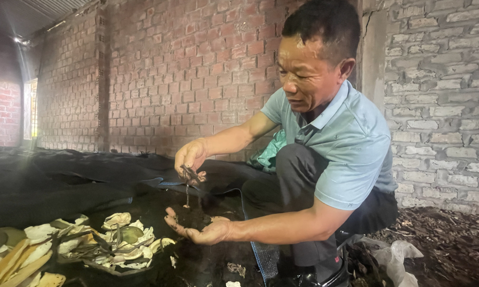 Hướng đi mới từ mô hình chăn nuôi kết hợp ở Quảng Yên 