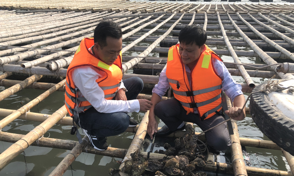 Quảng Yên nâng cao tính bền vững cho ngành nuôi trồng thủy sản