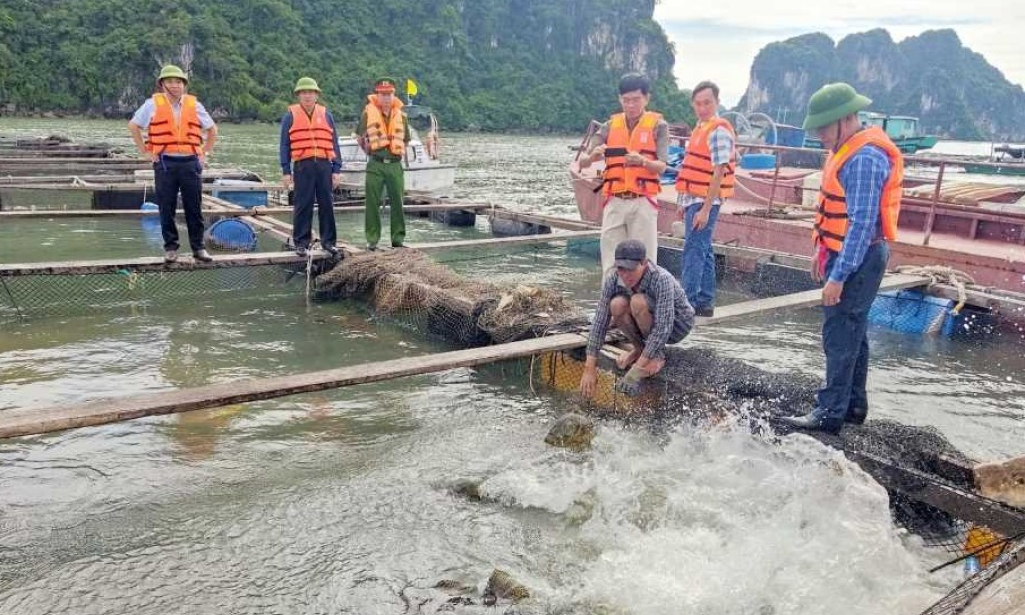 TP Hạ Long: Quyết tâm chấm dứt tình trạng khai thác thuỷ sản bất hợp pháp